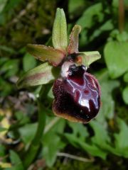 Ophrys passionis subsp. passionis Sennen ex Devillers-Tersch. & Devillers