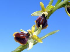 Ophrys passionis subsp. passionis Sennen ex Devillers-Tersch. & Devillers