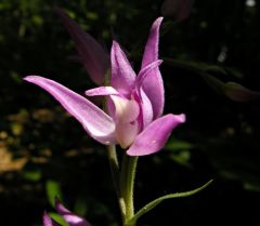 Cephalanthera rubra (L.) Rich.