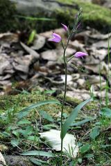 Cephalanthera rubra (L.) Rich.