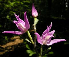 Cephalanthera rubra (L.) Rich.