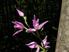 Cephalanthera rubra (L.) Rich.