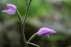 Cephalanthera rubra (L.) Rich.