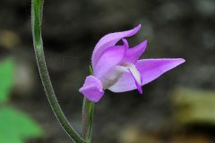 Cephalanthera rubra (L.) Rich.