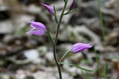 Cephalanthera rubra (L.) Rich.