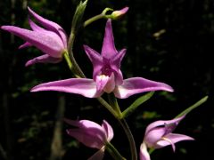 Cephalanthera rubra (L.) Rich.