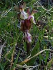 Anacamptis collina (Banks & Sol. ex Russel) R.M. Bateman, Pridgeon & M.W. Chase