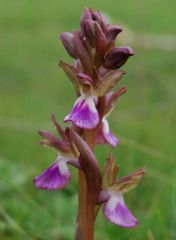 Anacamptis collina (Banks & Sol. ex Russel) R.M. Bateman, Pridgeon & M.W. Chase