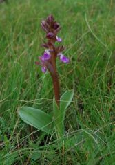 Anacamptis collina (Banks & Sol. ex Russel) R.M. Bateman, Pridgeon & M.W. Chase