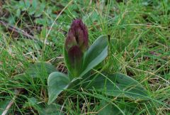 Anacamptis collina (Banks & Sol. ex Russel) R.M. Bateman, Pridgeon & M.W. Chase