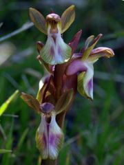 Anacamptis collina (Banks & Sol. ex Russel) R.M. Bateman, Pridgeon & M.W. Chase