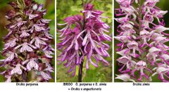 Orchis x angusticruris Franch. ex Humn.