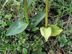 Coeloglossum viride (L.) Hartm.