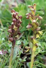 Coeloglossum viride (L.) Hartm.