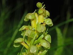 Coeloglossum viride (L.) Hartm.