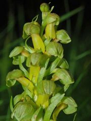 Coeloglossum viride (L.) Hartm.