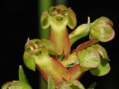 Coeloglossum viride (L.) Hartm.