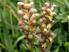 Coeloglossum viride (L.) Hartm.