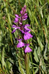 Anacamptis palustris (Jacq.) R.M. Bateman, Pridgeon & M.W. Chase