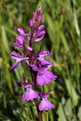 Anacamptis Palustris (Poir.) R.M. Bateman, Pridgeon & M.W. Chase