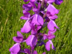 Anacamptis Palustris (Poir.) R.M. Bateman, Pridgeon & M.W. Chase