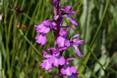 Anacamptis palustris (Jacq.) R.M. Bateman, Pridgeon & M.W. Chase