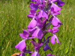 Anacamptis Palustris (Poir.) R.M. Bateman, Pridgeon & M.W. Chase