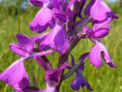 Anacamptis Palustris (Poir.) R.M. Bateman, Pridgeon & M.W. Chase