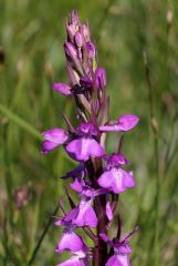 Anacamptis Palustris (Poir.) R.M. Bateman, Pridgeon & M.W. Chase