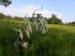 Epipactis palustris (L.) Crantz