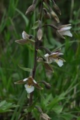 Epipactis palustris (L.) Crantz