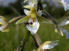 Epipactis palustris (L.) Crantz