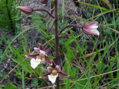 Epipactis palustris (L.) Crantz