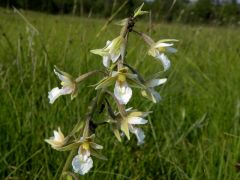 Epipactis palustris (L.) Crantz