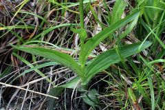 Epipactis palustris (L.) Crantz