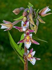 Epipactis palustris (L.) Crantz