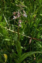 Epipactis palustris (L.) Crantz