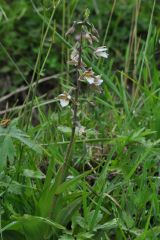 Epipactis palustris (L.) Crantz