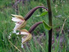 Epipactis palustris (L.) Crantz