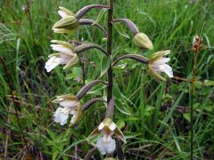 Epipactis palustris (L.) Crantz