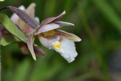 Epipactis palustris (L.) Crantz