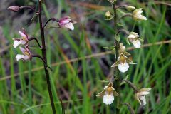 Epipactis palustris (L.) Crantz