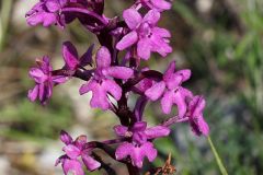 Orchis quadripunctata Cirillo ex Ten.