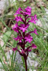 Orchis quadripunctata Cirillo ex Ten.