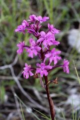 Orchis quadripunctata Cirillo ex Ten.