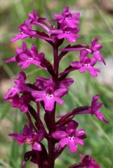 Orchis quadripunctata Cirillo ex Ten.