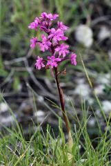 Orchis quadripunctata Cirillo ex Ten.