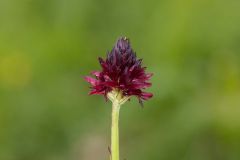 Nigritella nigra subsp. rhellicani (Teppner & E. Klein) H. Baumann, Kunkele & R. Lorenz