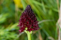 Nigritella nigra subsp. rhellicani (Teppner & E. Klein) H. Baumann, Kunkele & R. Lorenz