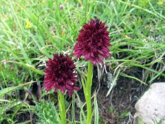 Nigritella nigra subsp. rhellicani (Teppner & E. Klein ) H. Baumann, Kunkele & R. Lorenz